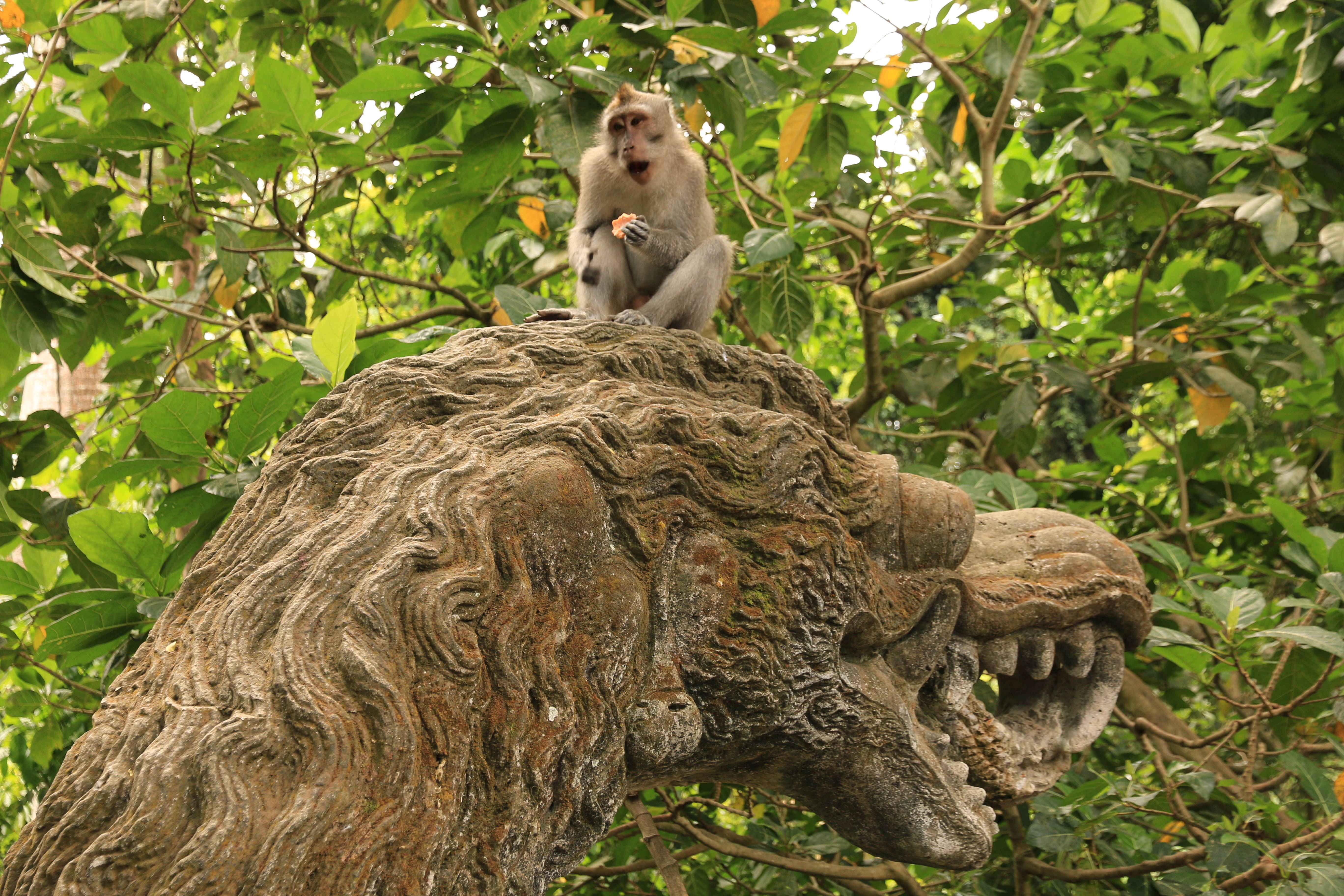 Ubud monkeys
